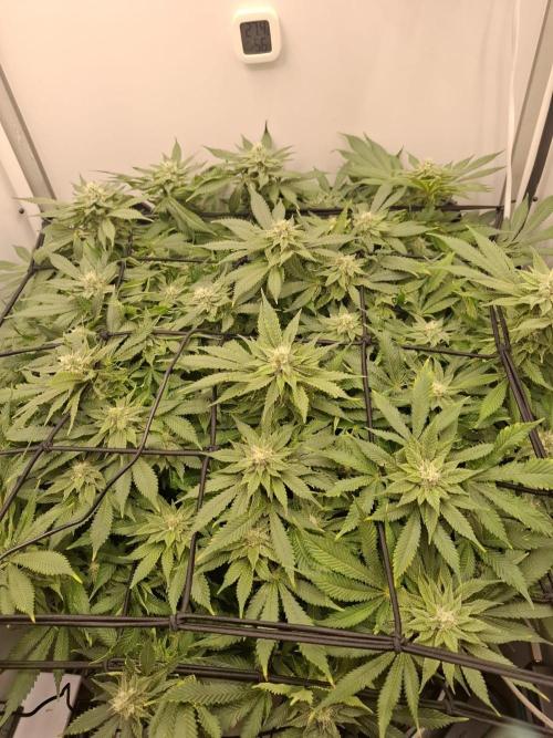 1 Pellezino cookies roomsize 0.35m². Week 13