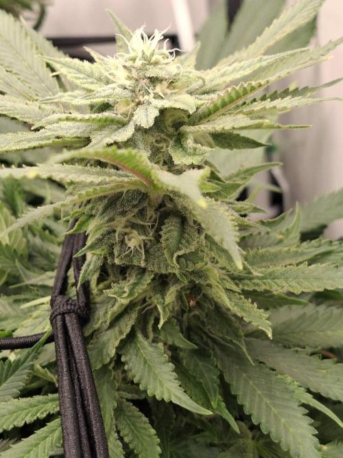 1 Pellezino cookies roomsize 0.35m². Week 13