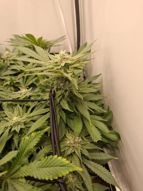 1 Pellezino cookies roomsize 0.35m². Week 13