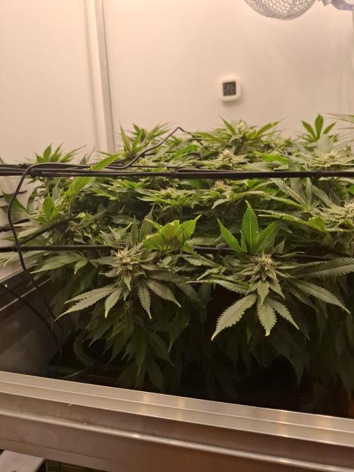 1 Pellezino cookies roomsize 0.35m². Week 13