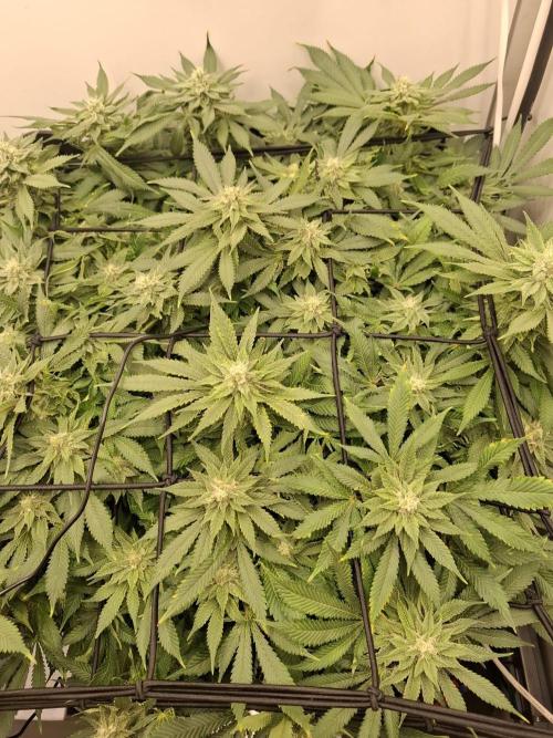 1 Pellezino cookies roomsize 0.35m². Week 13