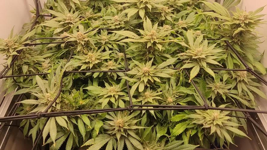 1 Pellezino cookies roomsize 0.35m²