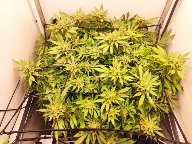 1 Pellezino cookies roomsize 0.35m². Week 14