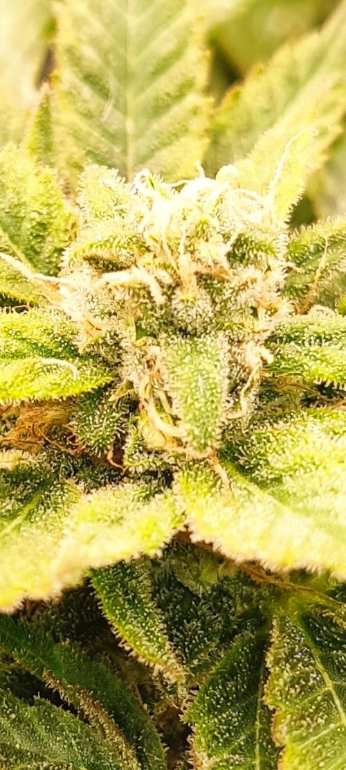 1 Pellezino cookies roomsize 0.35m². Week 14