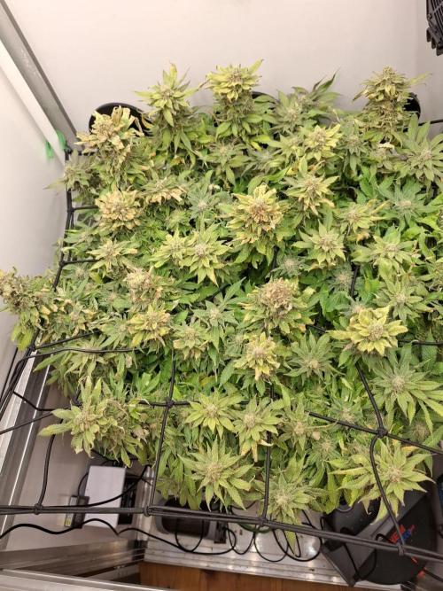 1 Pellezino cookies roomsize 0.35m². Week 15