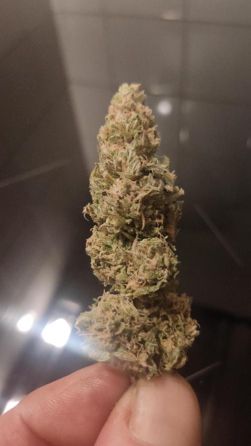 1 Pellezino cookies roomsize 0.35m². Week 16