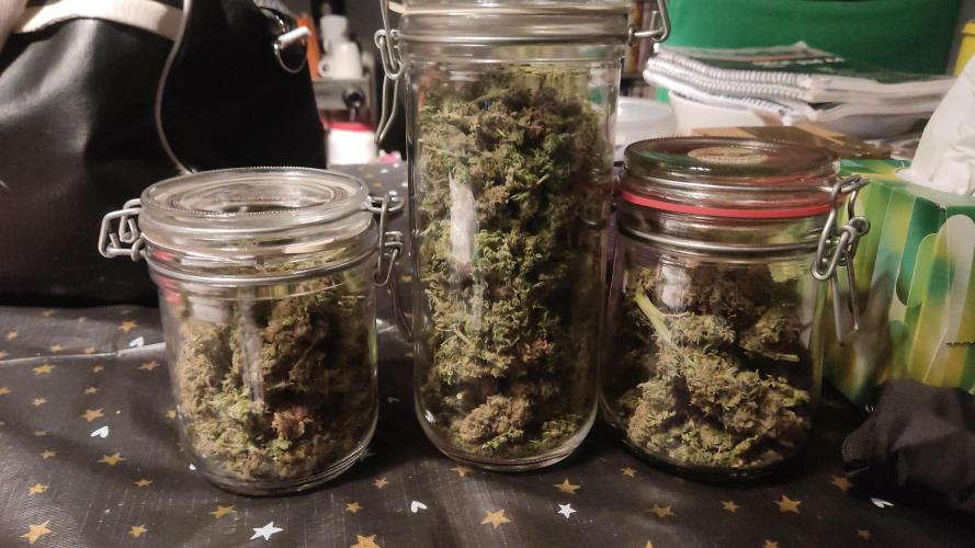 1 Pellezino cookies roomsize 0.35m². Week 16