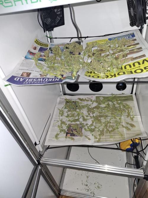 1 Pellezino cookies roomsize 0.35m². Week 16