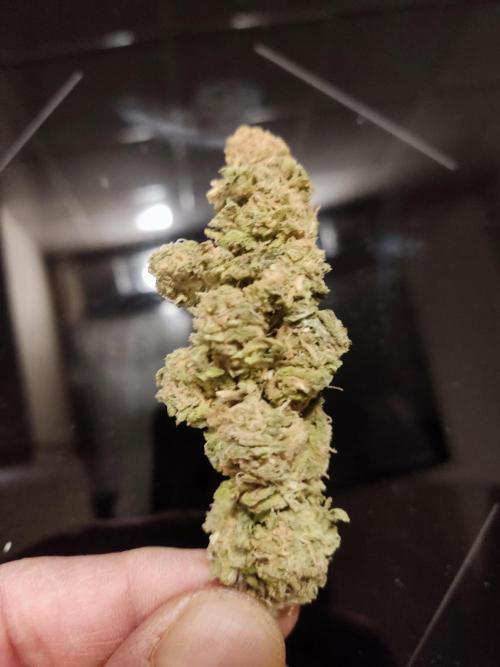 1 Pellezino cookies roomsize 0.35m². Week 16
