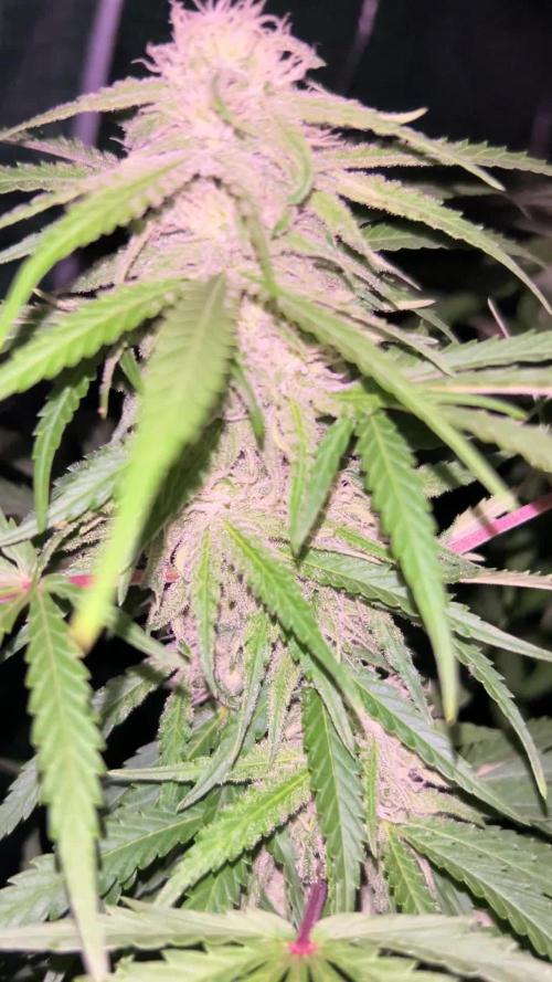 Critical Orange Punch 