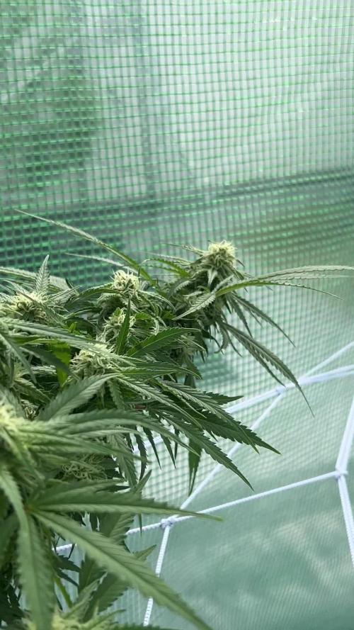 Critical Orange Punch 