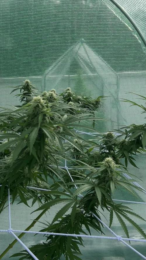 Critical Orange Punch 