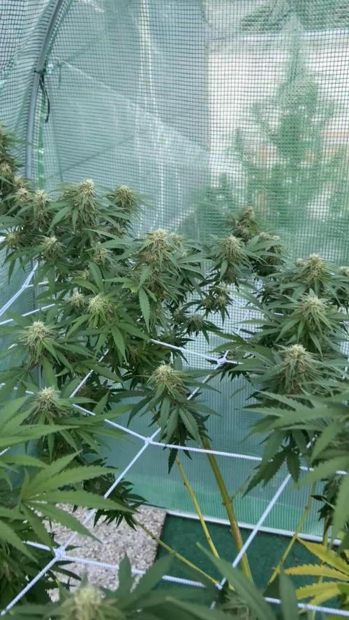 Critical Orange Punch 