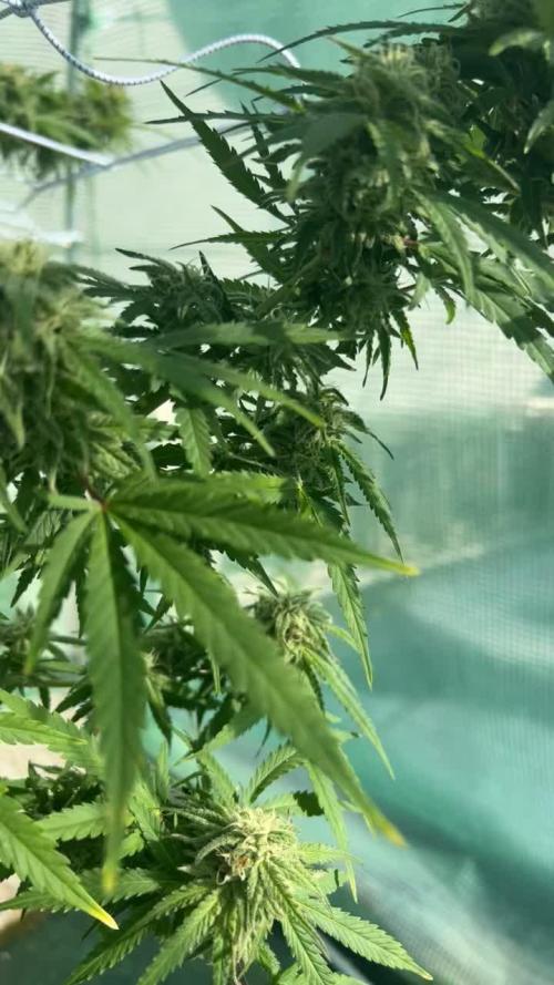 Critical Orange Punch 