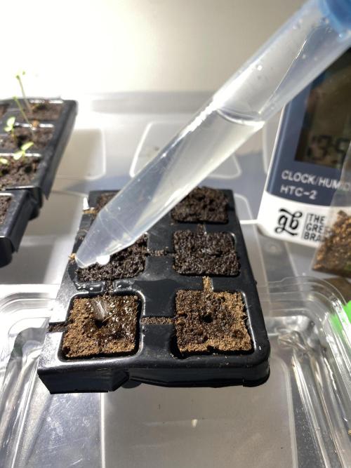 XXX #20 x End Game #5 · No-Till ScrOG. Week 0