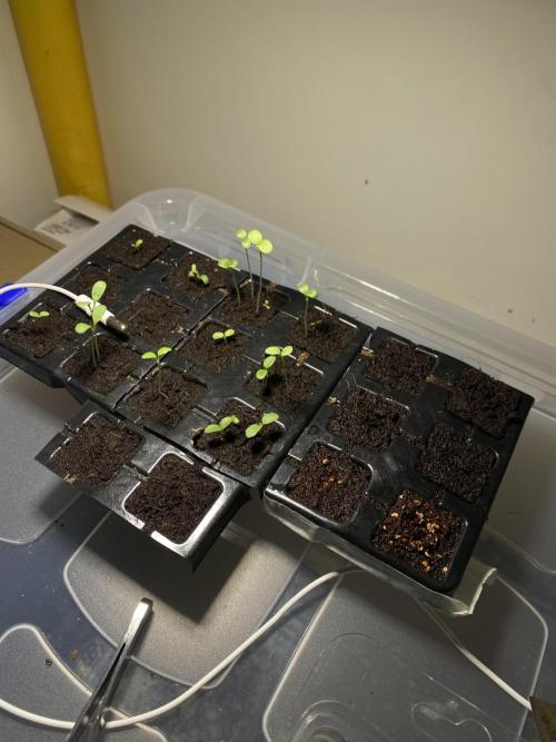 XXX #20 x End Game #5 · No-Till ScrOG. Week 1 - Alfalfa and Clover