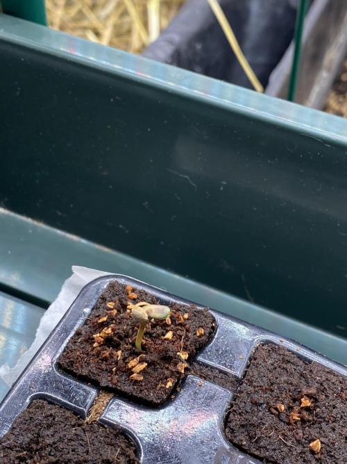 XXX #20 x End Game #5 · No-Till ScrOG. Week 1