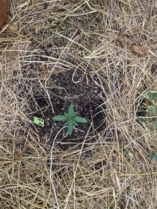 XXX #20 x End Game #5 · No-Till ScrOG. Week 2