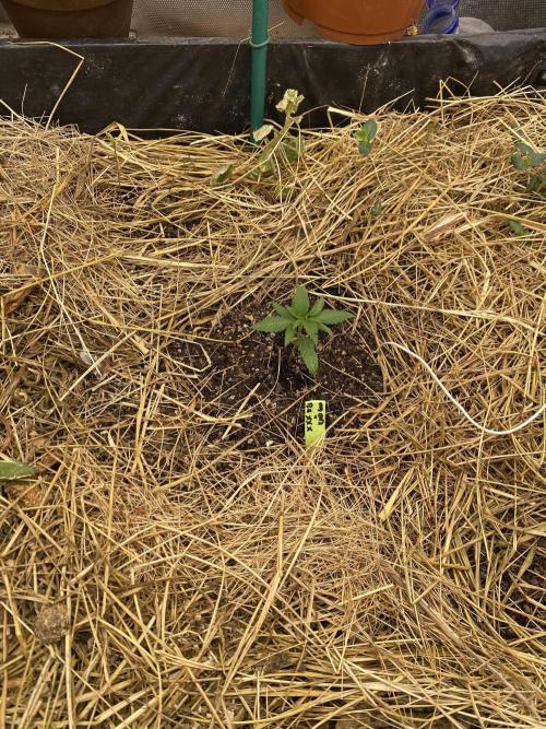 XXX #20 x End Game #5 · No-Till ScrOG. Week 2