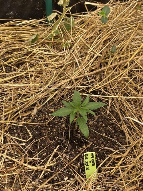 XXX #20 x End Game #5 · No-Till ScrOG. Week 2