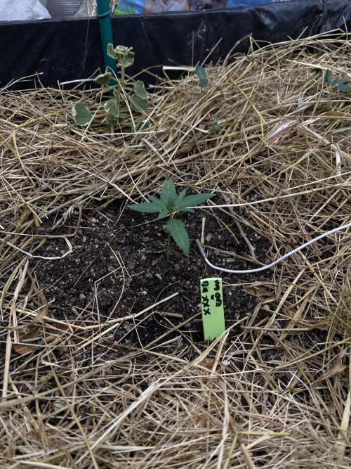 XXX #20 x End Game #5 · No-Till ScrOG. Week 2