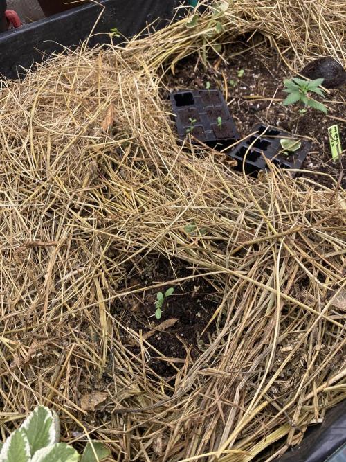 XXX #20 x End Game #5 · No-Till ScrOG. Week 2