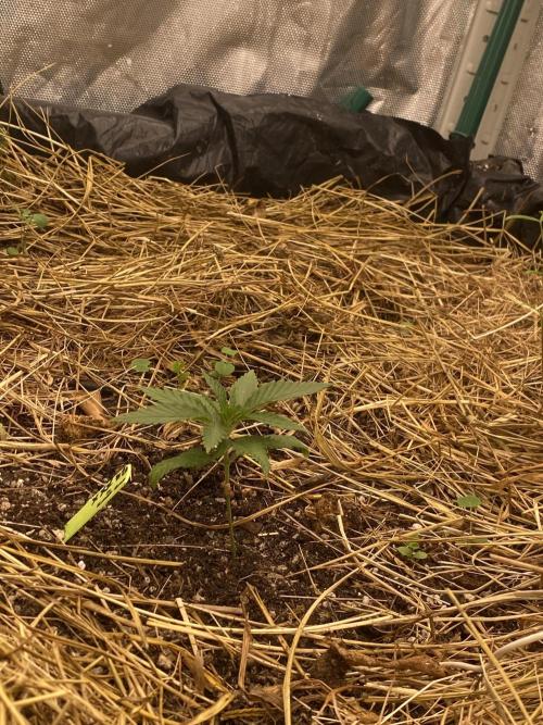 XXX #20 x End Game #5 · No-Till ScrOG. Week 3