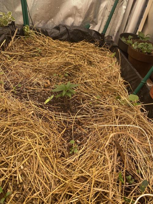 XXX #20 x End Game #5 · No-Till ScrOG. Week 3