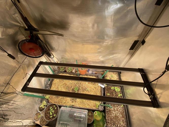 XXX #20 x End Game #5 · No-Till ScrOG. Week 3