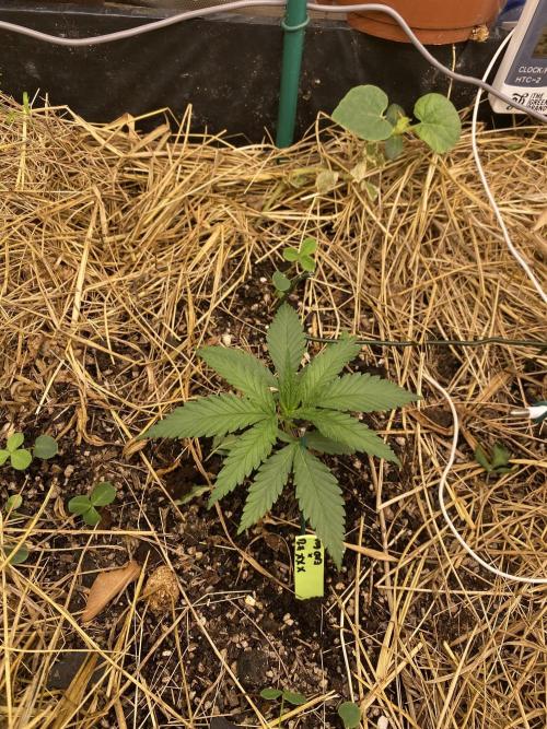 XXX #20 x End Game #5 · No-Till ScrOG. Week 3
