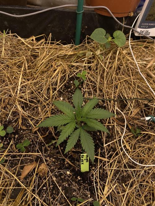 XXX #20 x End Game #5 · No-Till ScrOG. Week 3