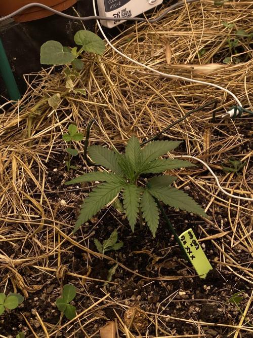 XXX #20 x End Game #5 · No-Till ScrOG. Week 3