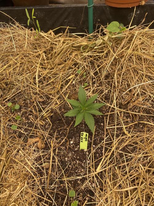 XXX #20 x End Game #5 · No-Till ScrOG. Week 3
