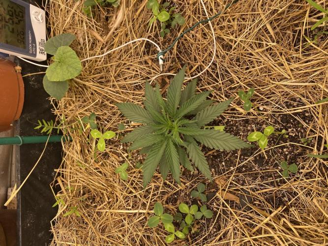 XXX #20 x End Game #5 · No-Till ScrOG. Week 3