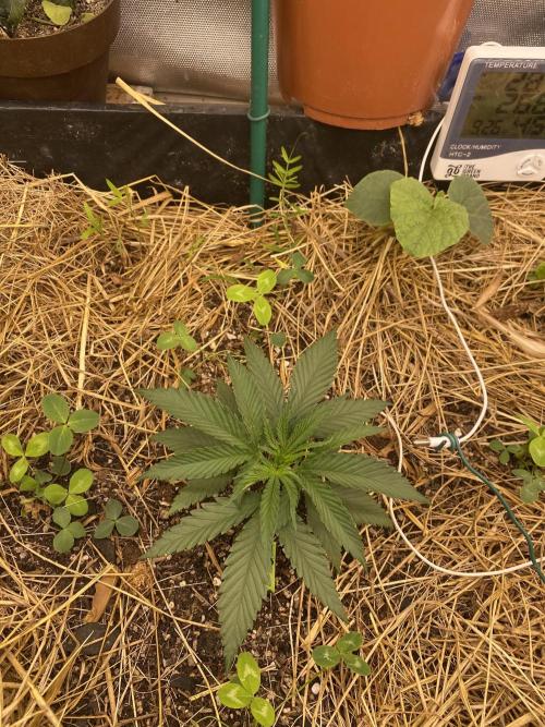 XXX #20 x End Game #5 · No-Till ScrOG. Week 3
