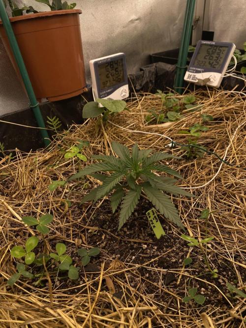 XXX #20 x End Game #5 · No-Till ScrOG. Week 3