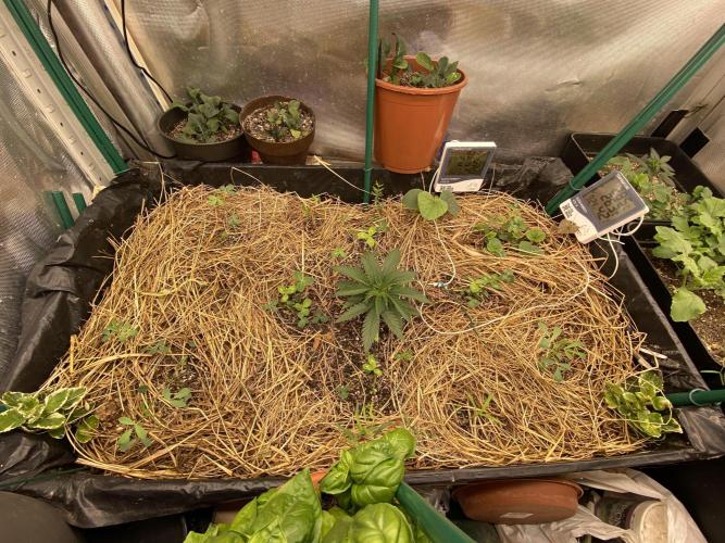 XXX #20 x End Game #5 · No-Till ScrOG. Week 3
