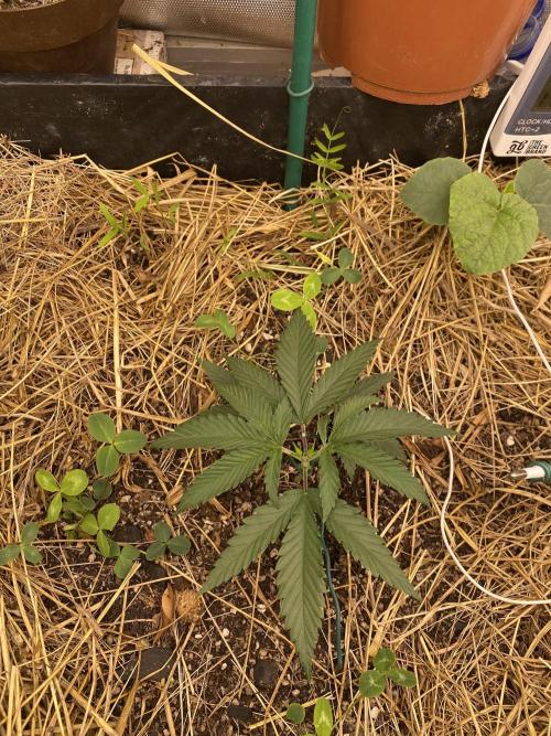 XXX #20 x End Game #5 · No-Till ScrOG. Week 3