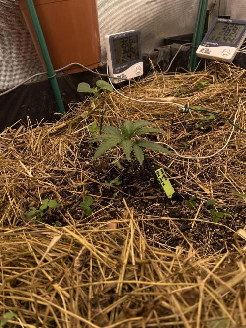 XXX #20 x End Game #5 · No-Till ScrOG. Week 3