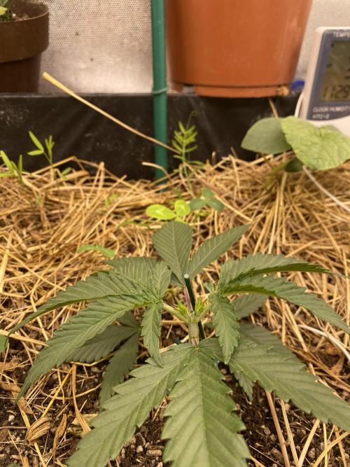 XXX #20 x End Game #5 · No-Till ScrOG. Week 3