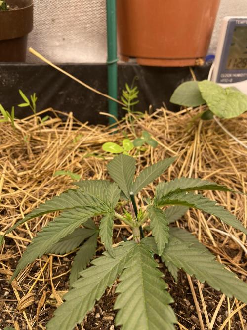 XXX #20 x End Game #5 · No-Till ScrOG. Week 3