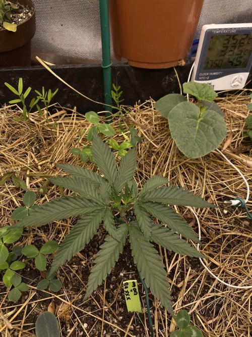 XXX #20 x End Game #5 · No-Till ScrOG. Week 4