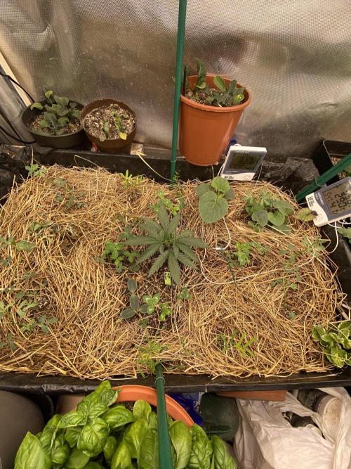 XXX #20 x End Game #5 · No-Till ScrOG. Week 4