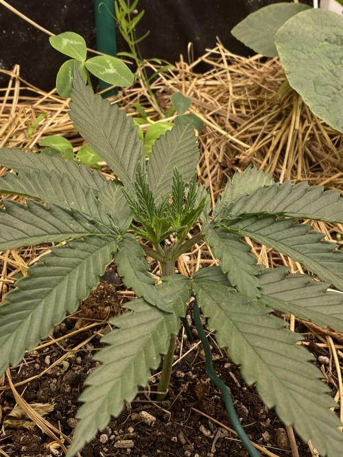 XXX #20 x End Game #5 · No-Till ScrOG. Week 4
