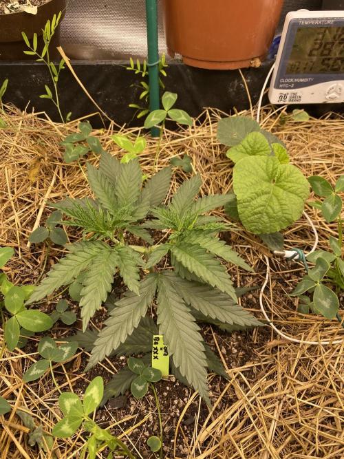 XXX #20 x End Game #5 · No-Till ScrOG. Week 4