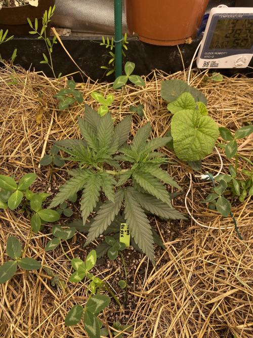XXX #20 x End Game #5 · No-Till ScrOG. Week 4