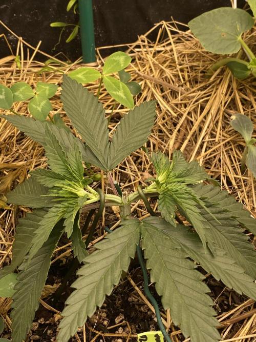 XXX #20 x End Game #5 · No-Till ScrOG. Week 4