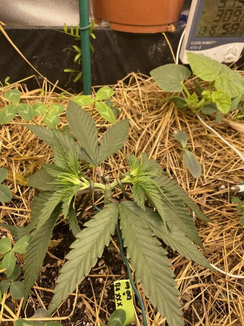XXX #20 x End Game #5 · No-Till ScrOG. Week 4