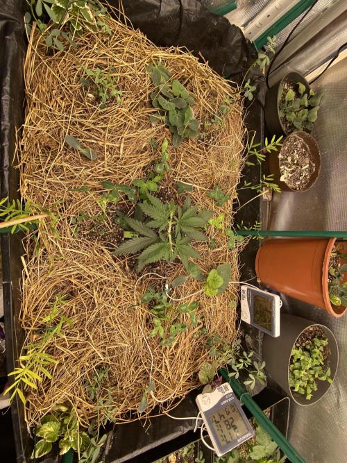 XXX #20 x End Game #5 · No-Till ScrOG. Week 4