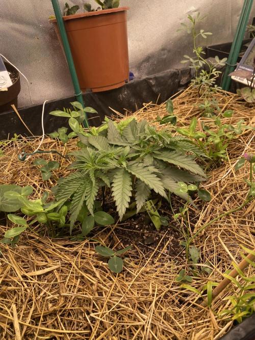 XXX #20 x End Game #5 · No-Till ScrOG. Week 5
